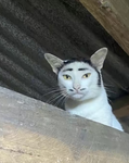 carliffliloYouTube