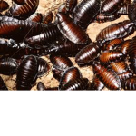 Roach lore