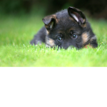 Dog r cute