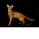 Cats are awsome_