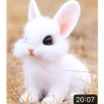 The baby Bunny’s!