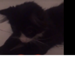 Oreo cat gang