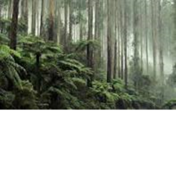 the forest (new)