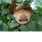 #THE SLOTH GANG