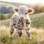 . Cows For Life .