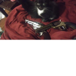 Black Cat Firearms