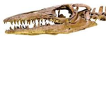 Mosasaurus Games