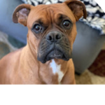 Love For Boxers