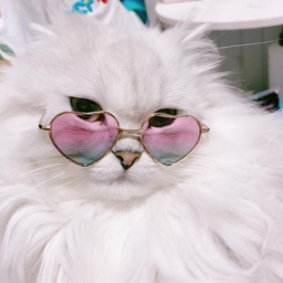kiki the cat