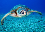 Turtle clan obby