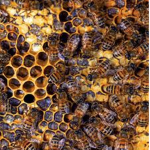 The Bee's Nest