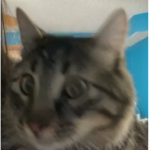 Avaisntfunctioning