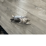 Cats cats love cats