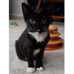 THE CATS ARE AWSOME