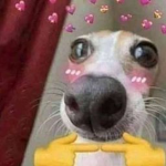 Flirty Biscuit ღ