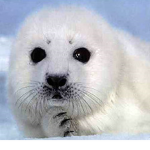 SEALS!!!!!!
