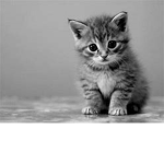 kittens. WE LOVE THEM