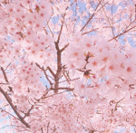 Sakura DHC