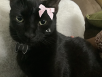 Catfits group