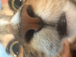 DA BOYS WITH DOGE