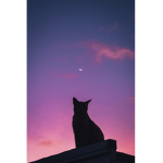 The purple cat group