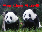 Pandas & More :D