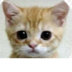 Gato Nation