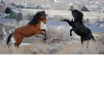 Horse Riding Academy for boys and girls