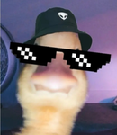 Scar duck gang