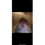 Roblox gang6969