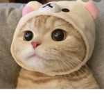 Cute cat group for cat fans