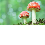 Mushroom Top