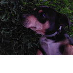 My dog is so cute.