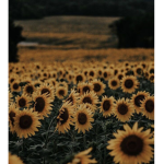 Sunflower_gaming:60