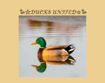|~+Ducks United+~|