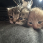 Meowmiiu