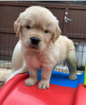 Puppy Sqaud!