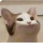 POPCATFanssss