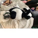 Go in boys panda