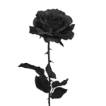 BlackRose Studios