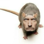 The Monke’s united group