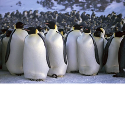 Penguins will unite Roblox group icon