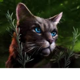 Warrior cats obby