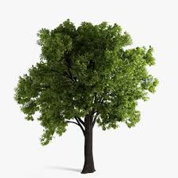Tree Life {BETA RELEASE}