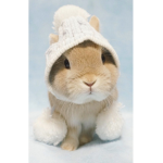 The fluffy bunnies <3