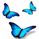Blue Morpha Butterfly