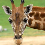 Giraffe Madness
