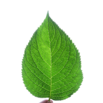 Society of Leaf Eaters