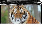 GamerKIngs group