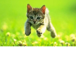 Kitty squad (I LOVE CATS!)